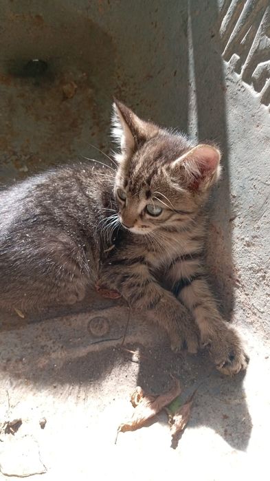 Отдам котят в хорошие руки , мальчик и девочка