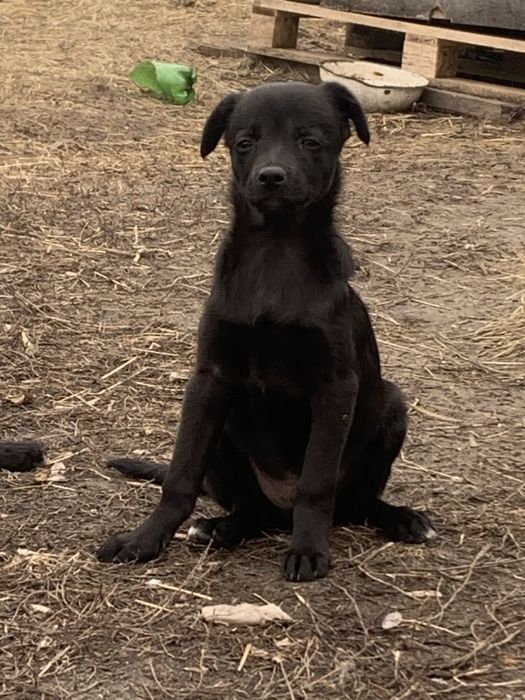 Отдам бесплатно щенка