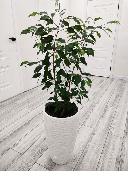 Комнатные растения. Доставка