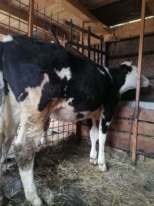 Vând vițea 10 luni