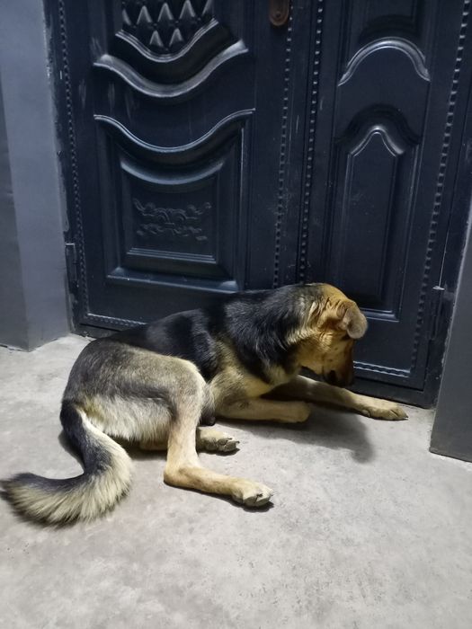 Katta bo'ladigan kuchukchalar bor!