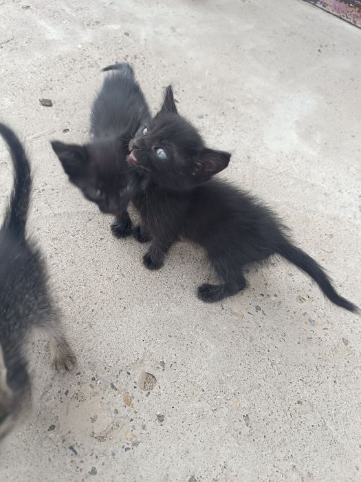 Котята маленькие