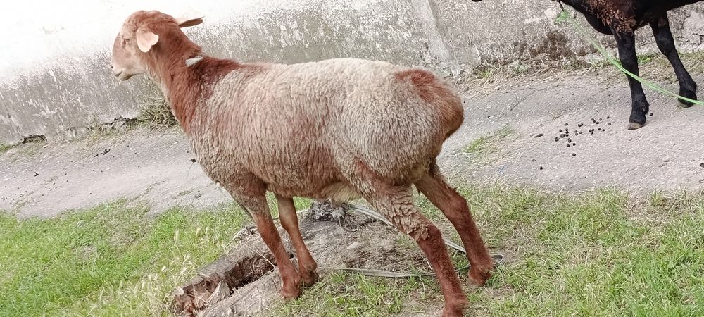 Хам эхсонга хам зотга олса булади  Кузи кучкорлар . Еб ичишига жавоб