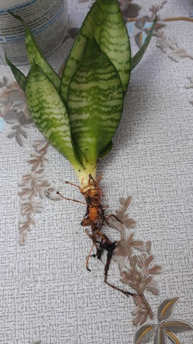 Продам отростки цветка