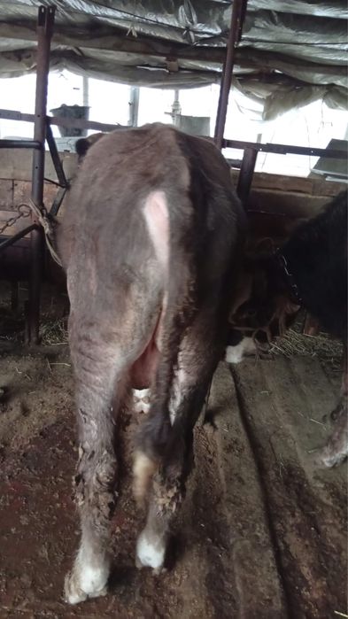 Быки домашние.