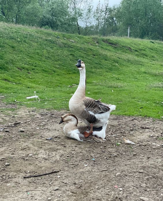 Capra alpină franceza, pereche gaste americane sau doar gansac, cocosi