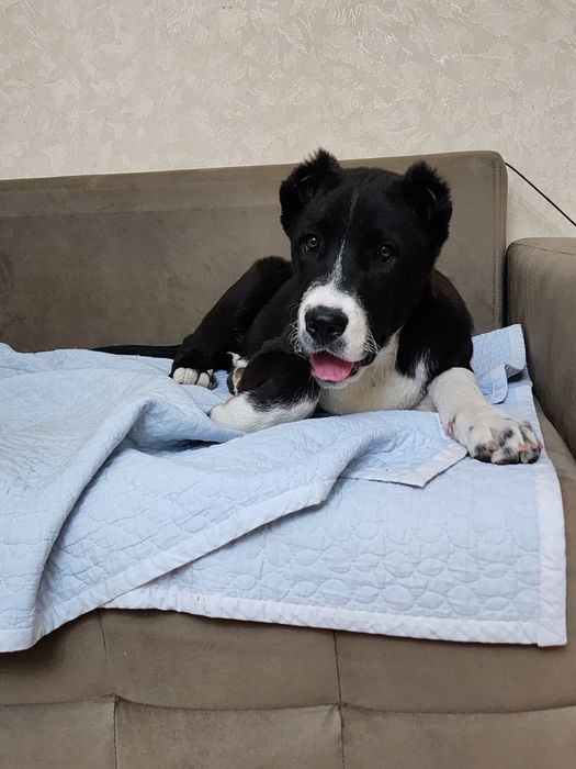 Щенок САО девочка