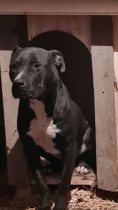 Питбул  на една година