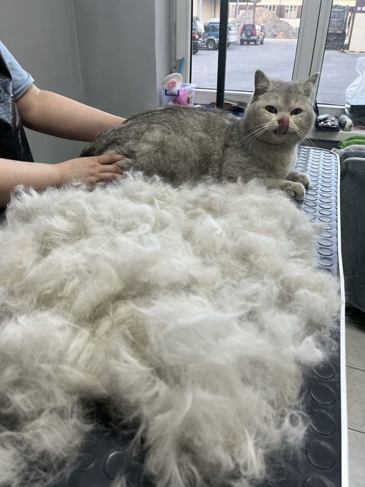 Стрижка вычес линька кошки собаки