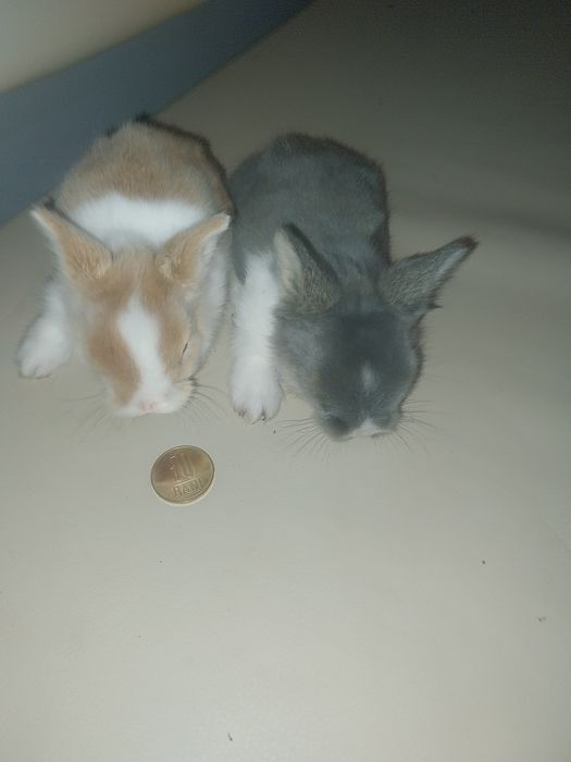Pui iepurasi miniatura rasa pitica, nu cresc mari, POZE  REALE!