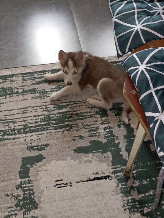 Пристраивается Хаски