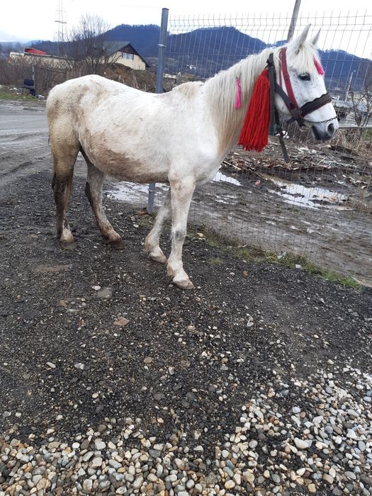 De vânzare I iapa bună de ham de 6 anii