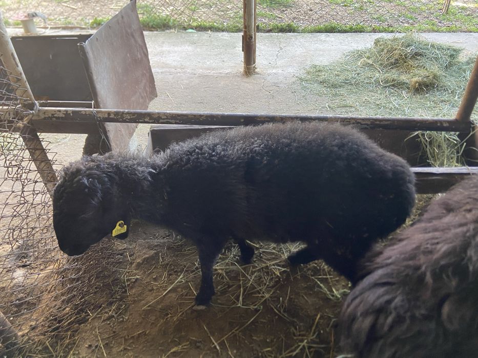 Козы.              .