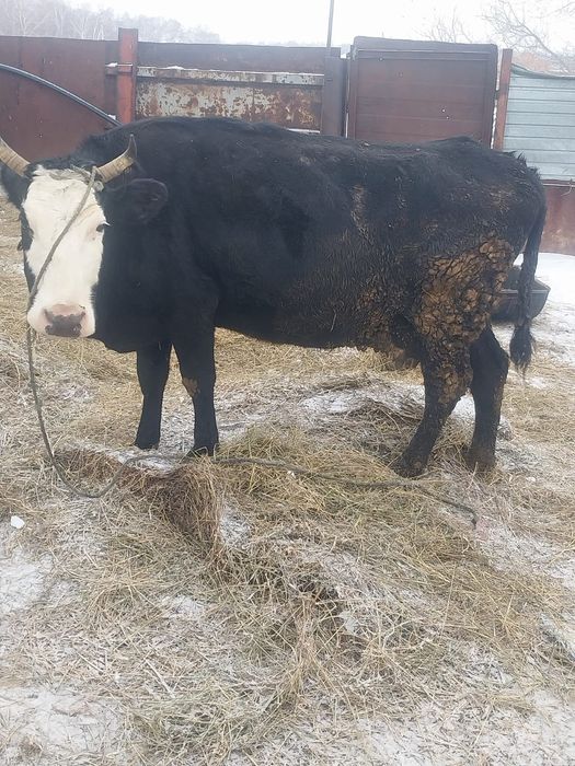 Сельхозживотные !