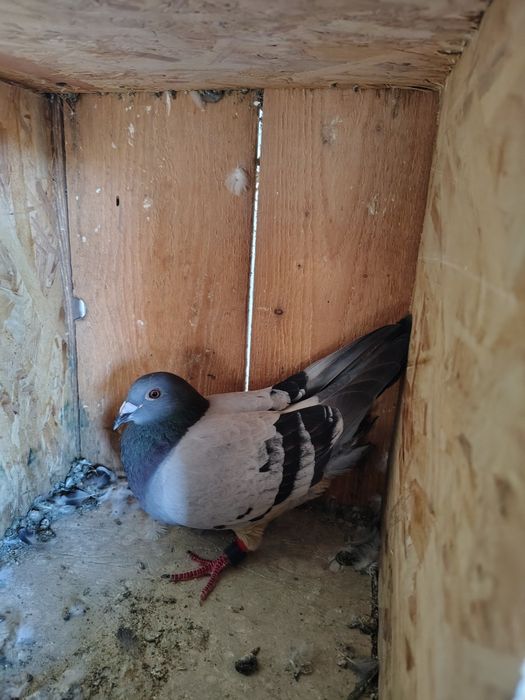 De vânzare zburătoari foarte buni la fond și maraton