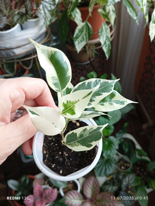 Продам комнатные растения