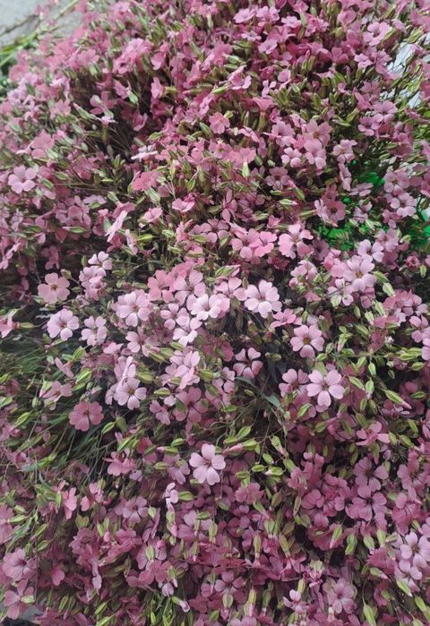 Олий навли гул уруглари сотилади