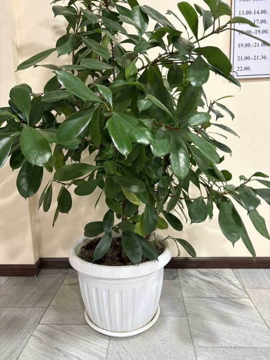 Офис гуллари сотилади