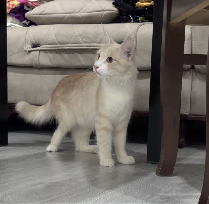 Отдам даром кота