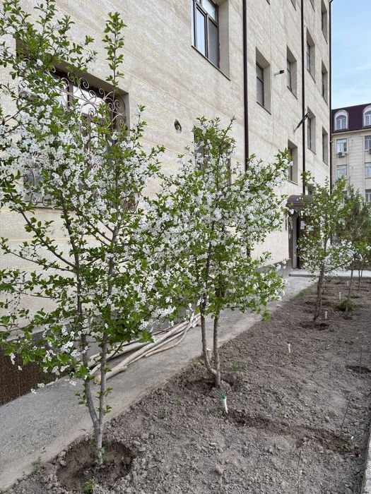 4 каватли турар-жойни 2 каватида жойлашган 100 м2 ремонти янги