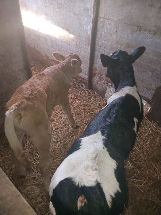 Vând viței semiînțărcați și de lapte