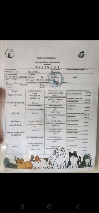 Британский Золотая Шиншила Привезён из известного московского клуба