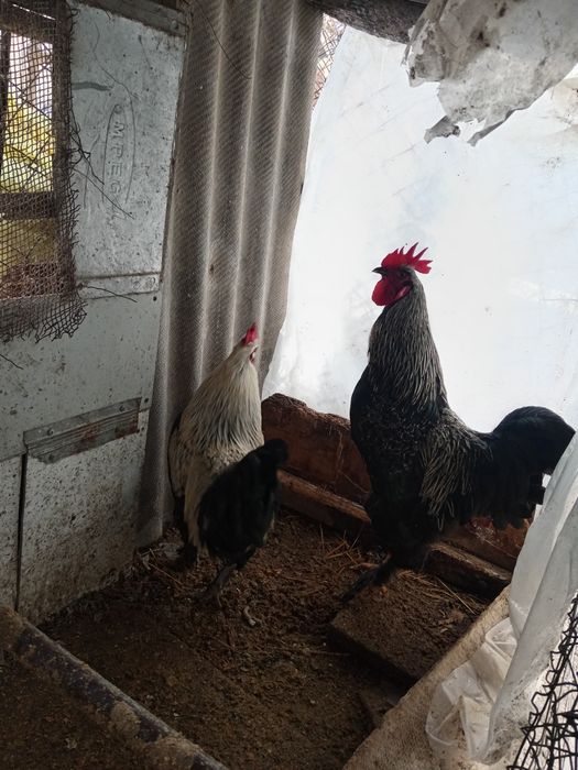 Хуроз обмен товукга