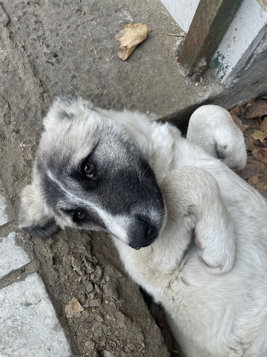 ласковая собачка в добрые руки