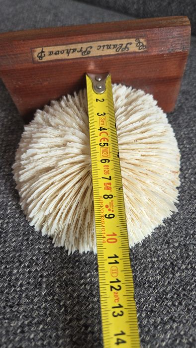 Coral ciuperca alb si steluta