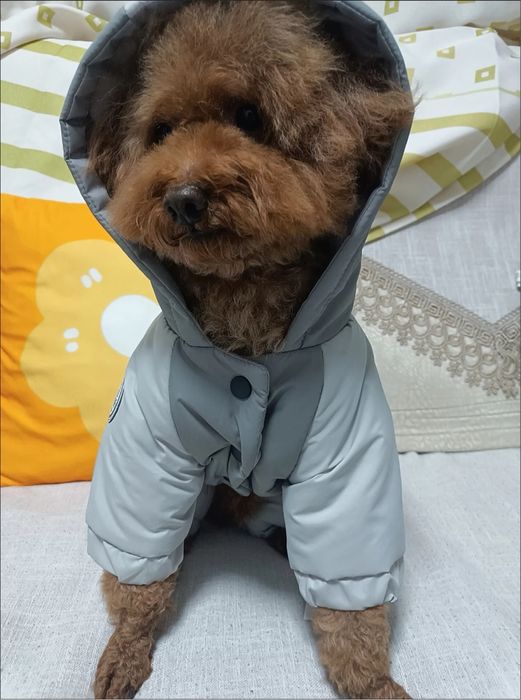 Комбинезон для собаки