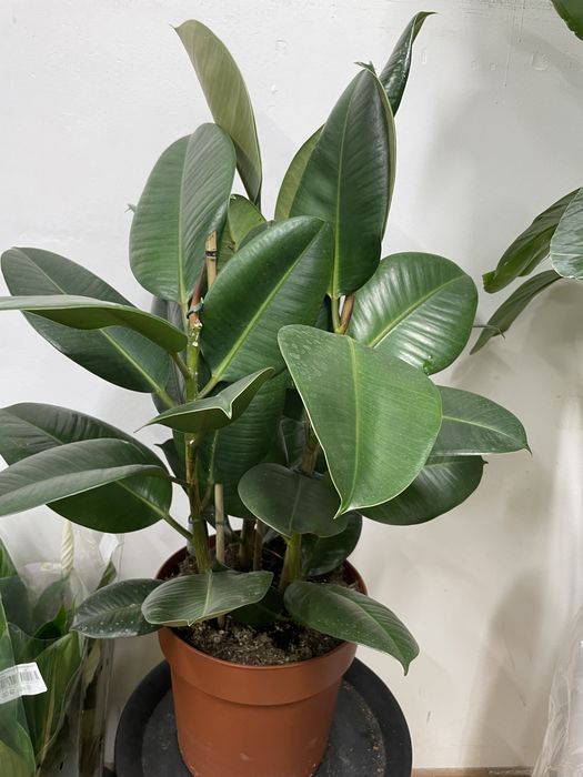 Фикус «коучконосный»