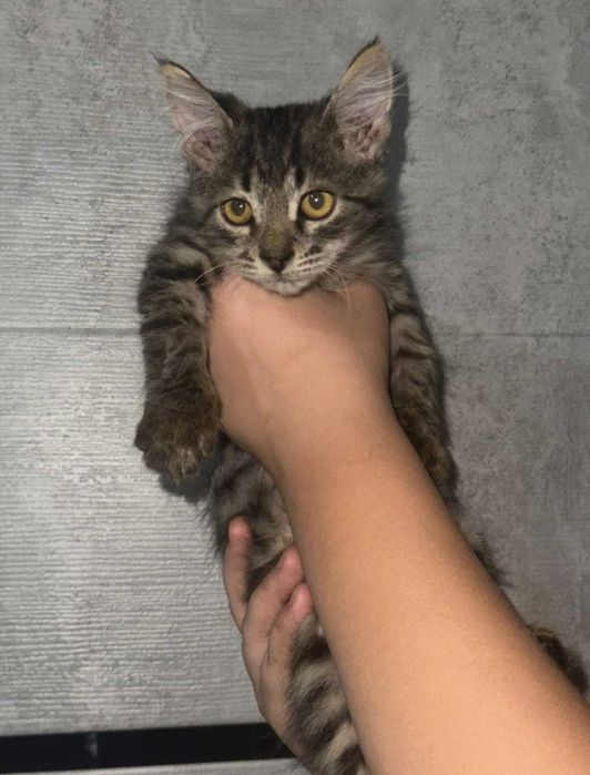 Ищем дом для котенка