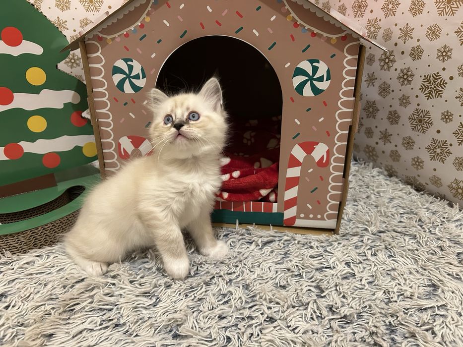 Котенца Регдол/Ragdoll