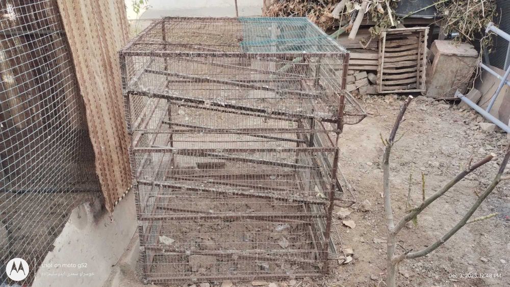 Bedana katak sotiladi 3 etejliy