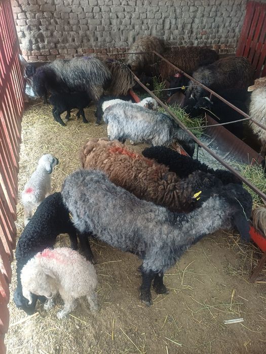 Козылы койлар сатылады