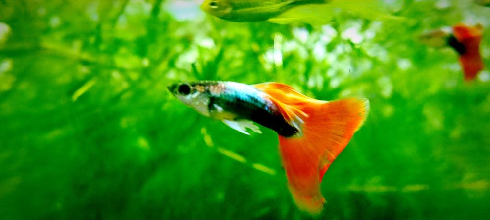 Самцы гуппи Уй балик эркаклар