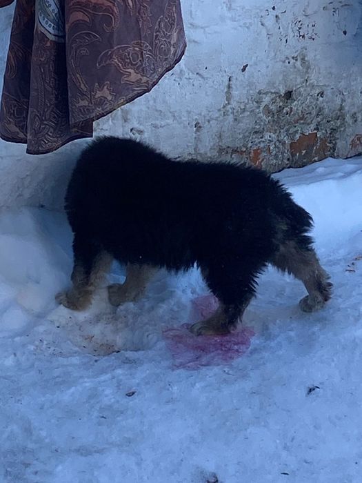 Продам щенка алабая