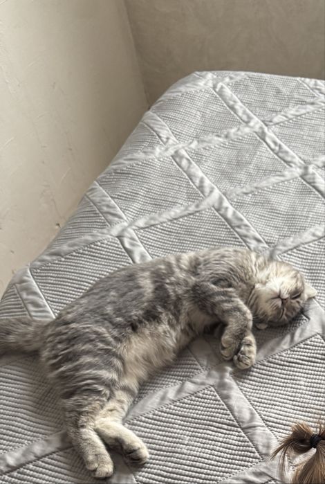 Продам шотладский кошку