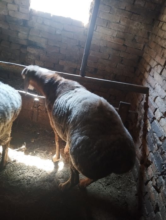 Продам кочкара и ярочку гиссар