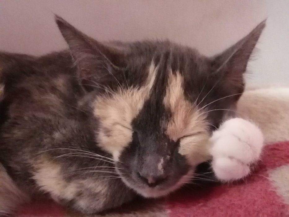 Бабочка, это её имя, уже 6 месяцев девочке.