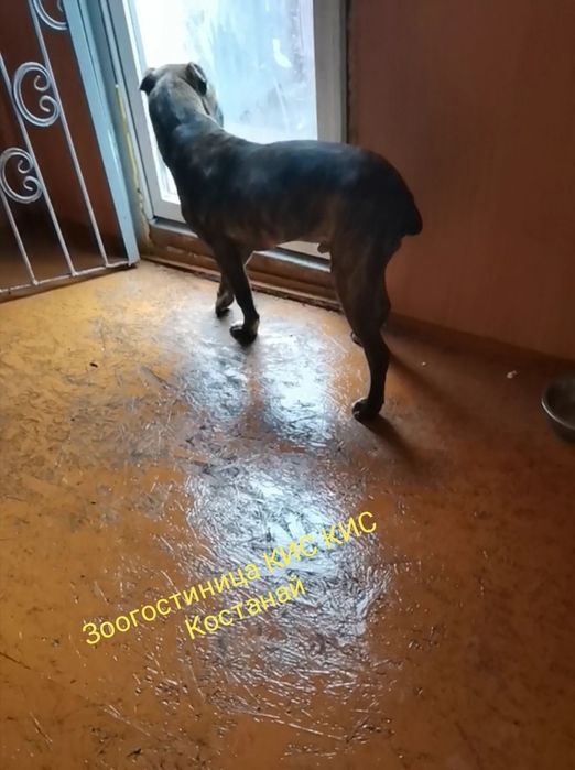 Зоогостиница КИС-КИС