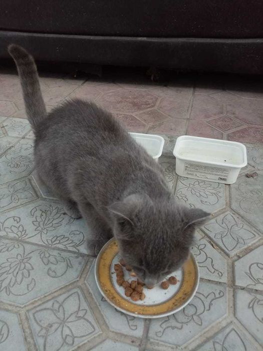 Отдам серенькую кошечку