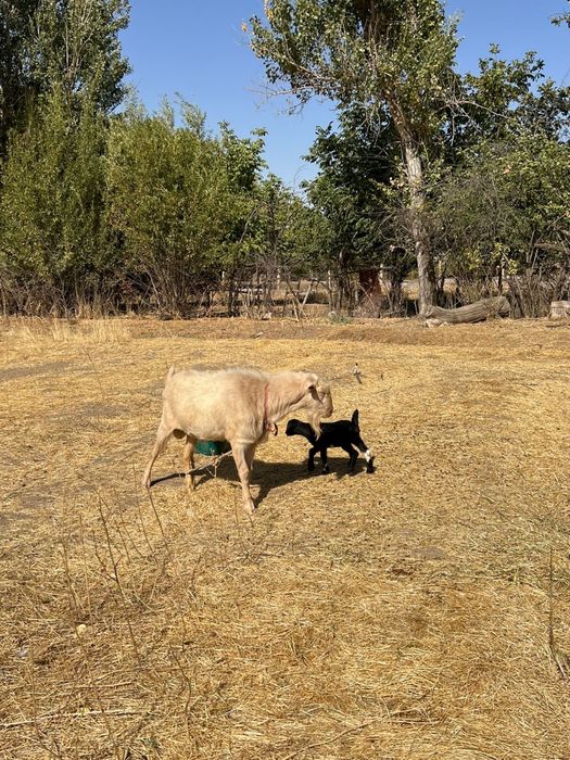 Продается Козёл. Теке сатылады срочно!