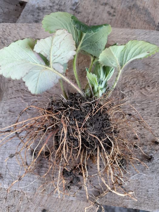 Vând stoloni de căpșuni