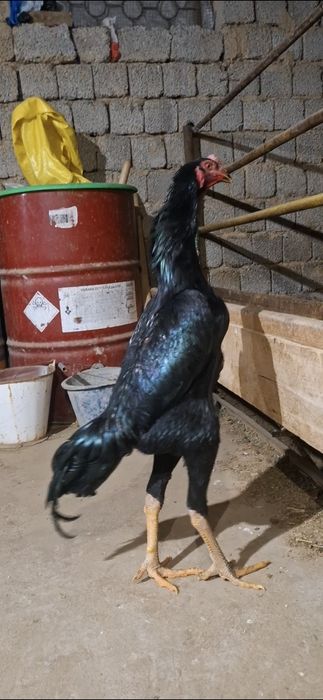 Дакан тухимлари сотилади 14-дона бор