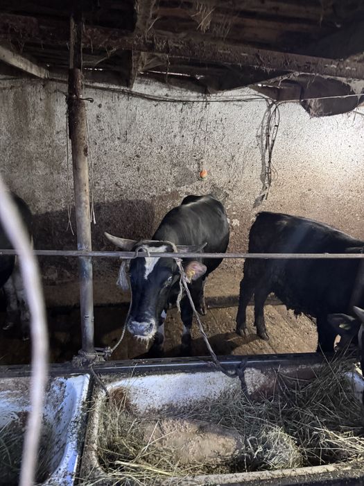 Продам бычков 3 гол