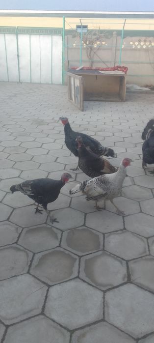 57000 Продам индюков всех вместе самец и самки