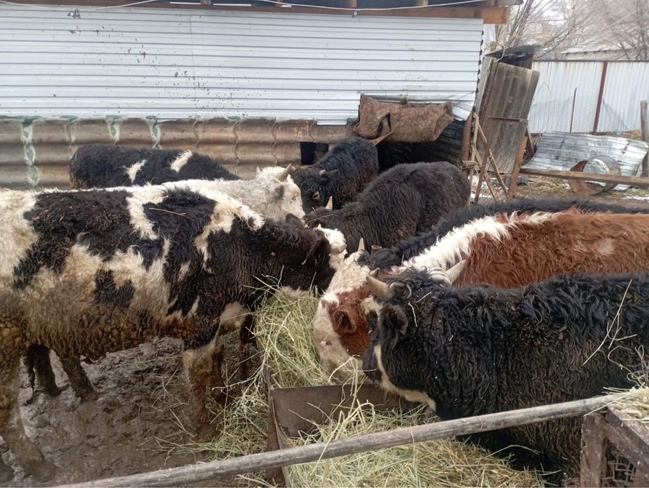 Продается 7 голов бычков