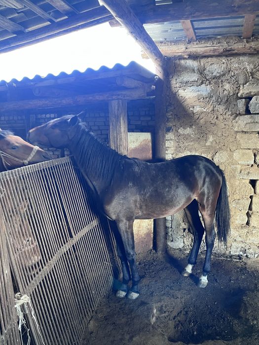 Сатылымда таза канды 1,5жасар