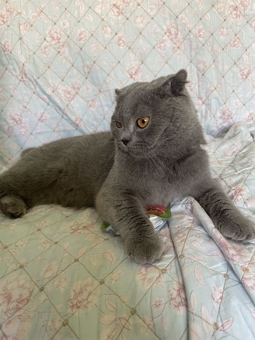 Шотландская Вислоушка Гладкошерстая